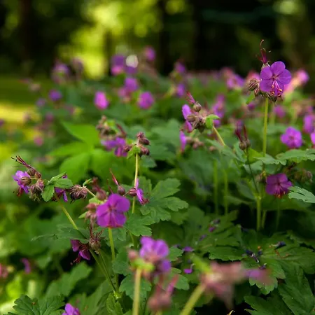 'chata Usówek' Walim (Lower Silesia)